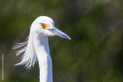 A wild snowy egret in Everglades National Park (Florida).