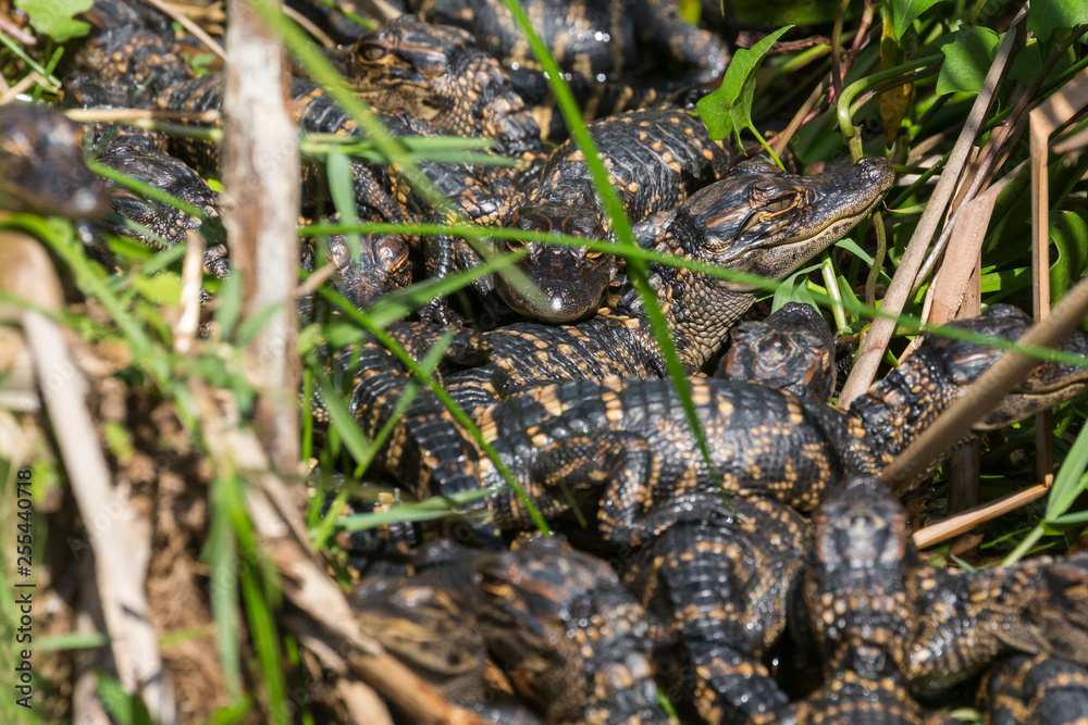 Wild baby alligators staying warm in the sun in Everglades National Park along the Shark Valley Trail (Florida).