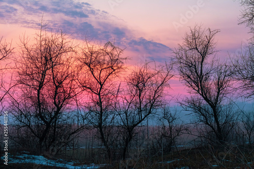 Winter Trees on bright sunset landscape background