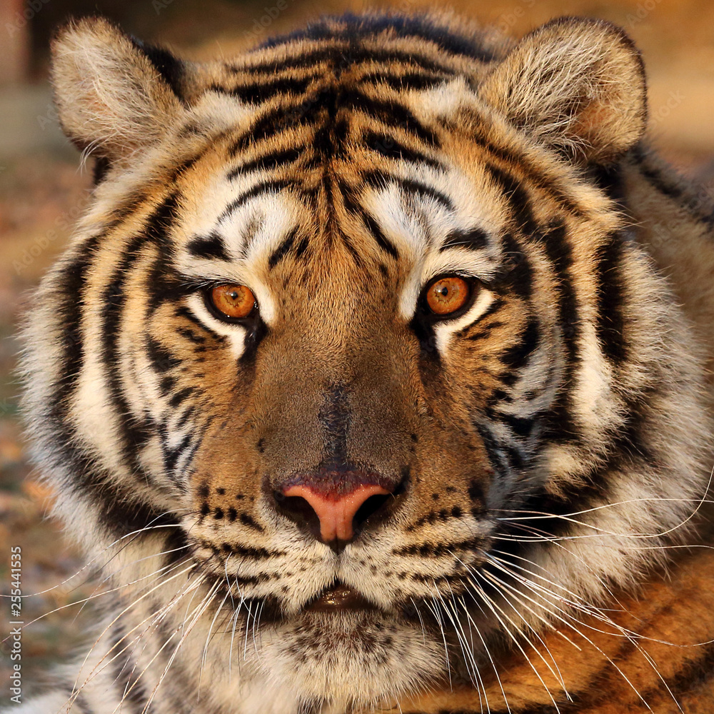 Tiger Close Up Face