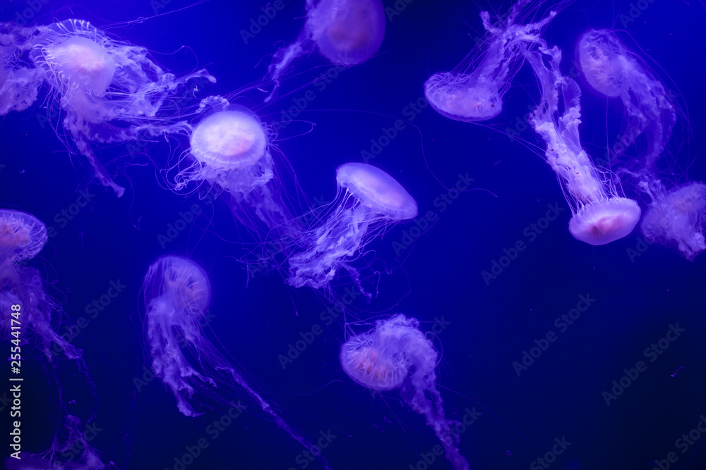 Medusas Medusas