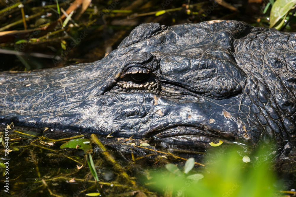 Obraz premium A wild alligator swimming in the waters of Everglades National Park (Florida).