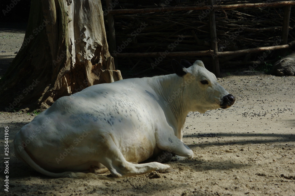 Fototapeta premium cow laying down
