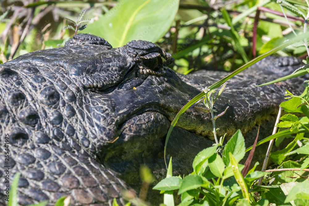 A wild alligator swimming in the waters of Everglades National Park (Florida). A wild alligator swimming in the waters of Everglades National Park (Florida).