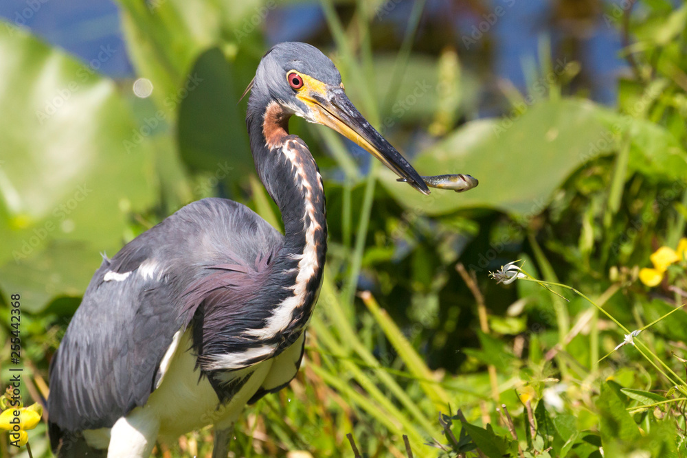 Naklejka premium A wild tricolored heron fishing in the waters of Everglades National Park (Florida).