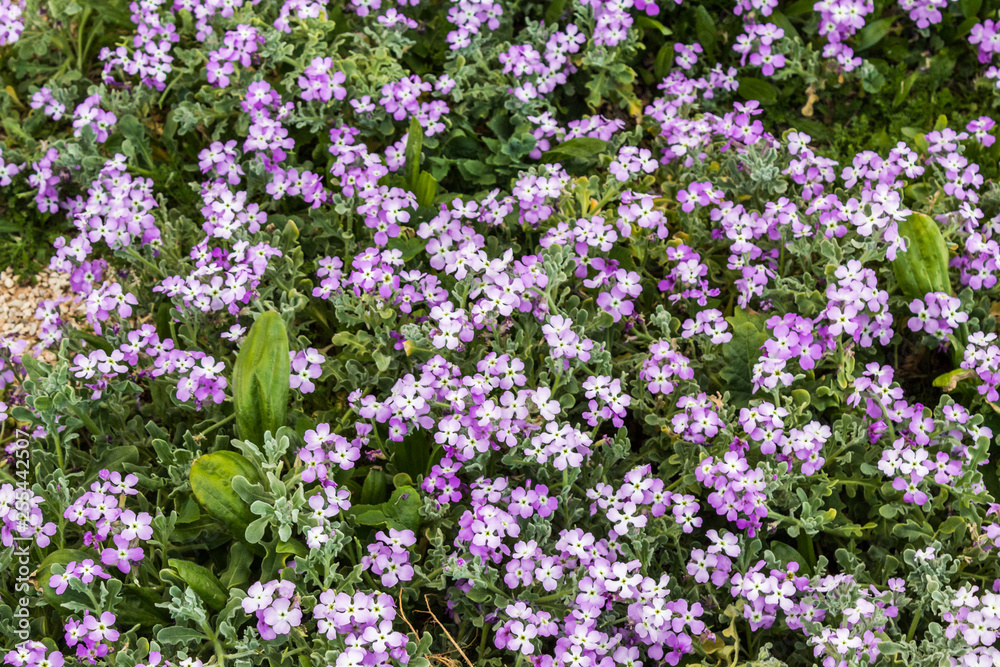 first sign of spring small purple flowers blooming