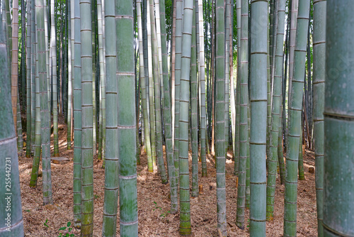 A bamboo forest in Arashiyama in Kyoto  Japan