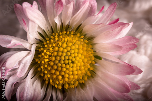 Macro shot of daisy flower. Bellis perennis  white petals with a rosy ends and yellow center