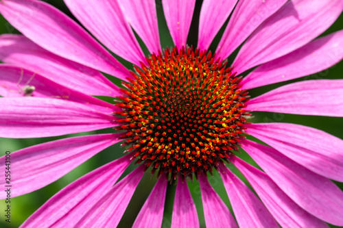 Looking straight to the heart of Echinacea purpurea  close-up