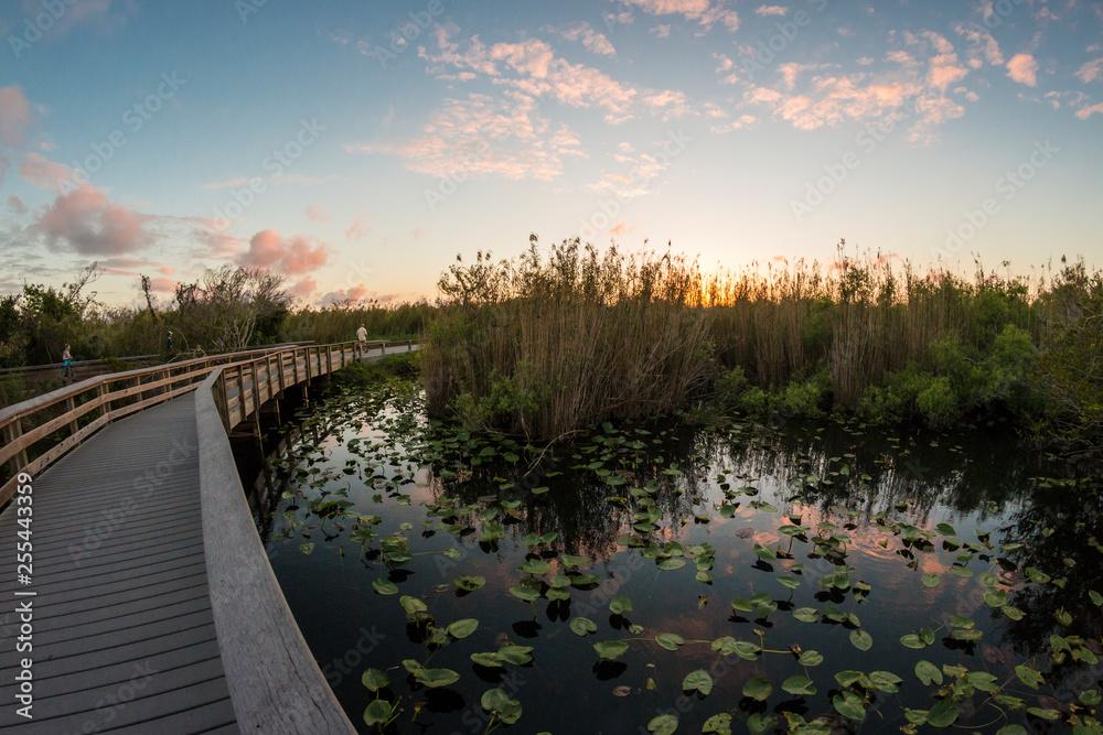 Plakat Landscape view of Everglades National Park during the sunset (Florida).