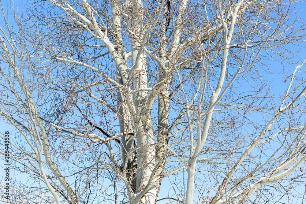 birch branch against the sky birch branch against the sky