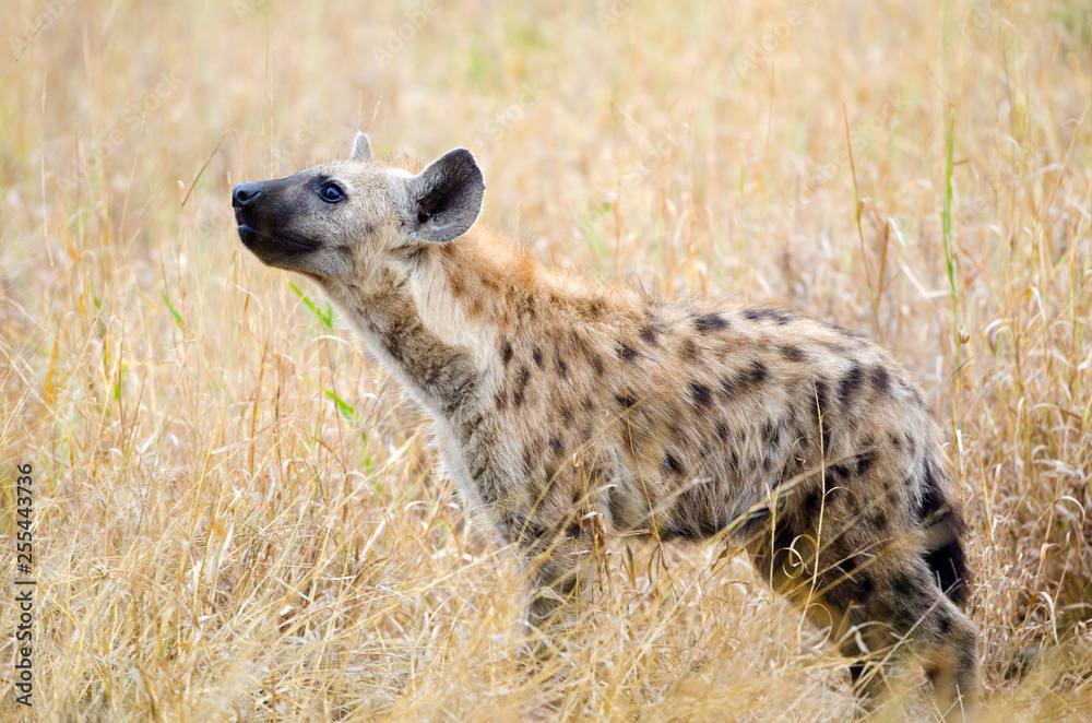 Spotted Hyena Sensing the Air, Kruger National Park, South Africa Spotted Hyena Sensing the Air, Kruger National Park, South Africa