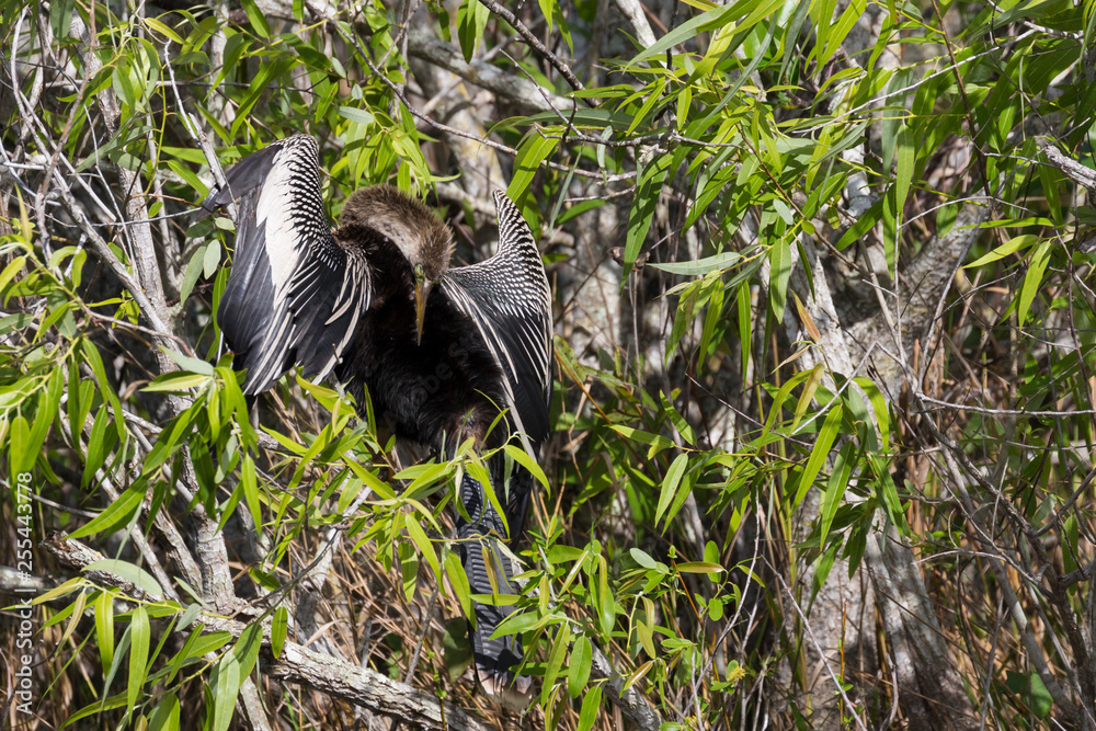 A wild anhinga drying itself in the sun in Everglades National Park (Florida). A wild anhinga drying itself in the sun in Everglades National Park (Florida).