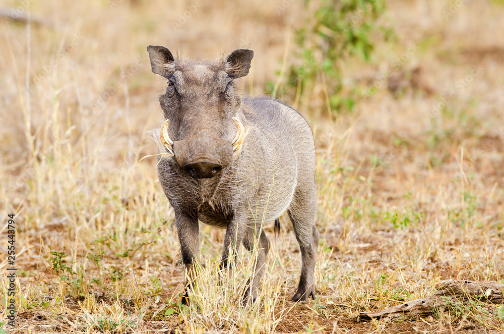 Warthog Looking at the Camera, Kruger National Park, South Africa Warthog Looking at the Camera, Kruger National Park, South Africa