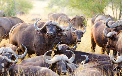 A Herd of Cape Buffalo grazing together.  Kruger National Park, South Africa.