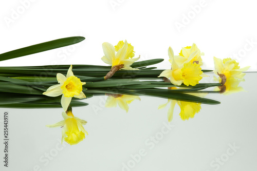 Fototapeta Naklejka Na Ścianę i Meble -  yellow daffodils reflected in mirror horizontally  on white background