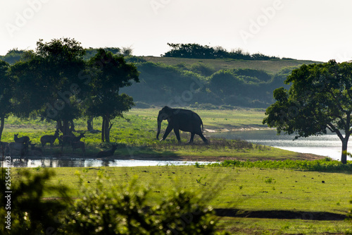 Photography Asian elephant in the jungle of Sri Lanka heading towards the jungle after havin