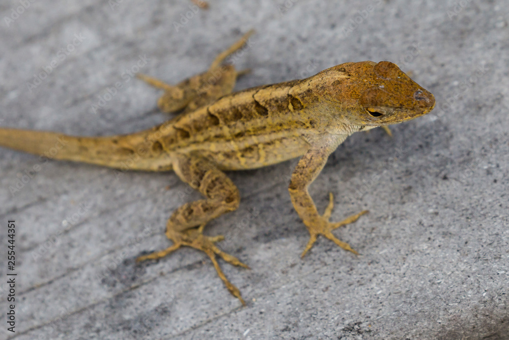 Naklejka premium A wild lizard showing off its dewlap in Everglades National Park (Florida).