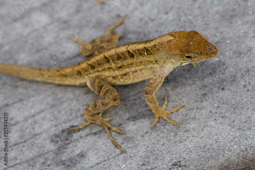 A wild lizard showing off its dewlap in Everglades National Park (Florida).