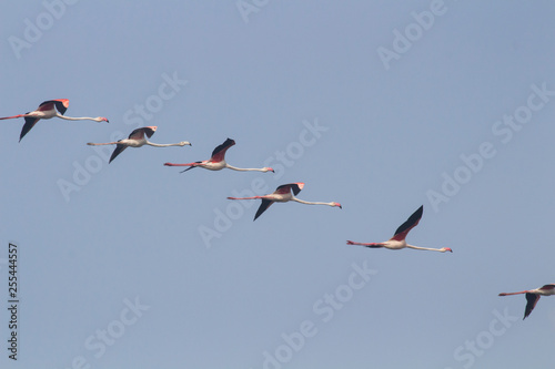 Flamingoes flying in the sky