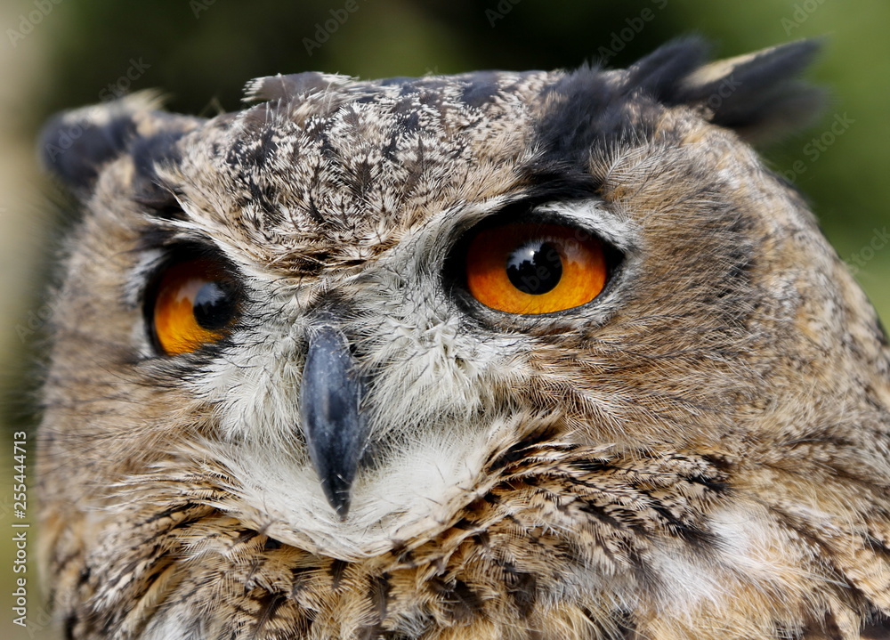 Obraz premium Wielka Sowa