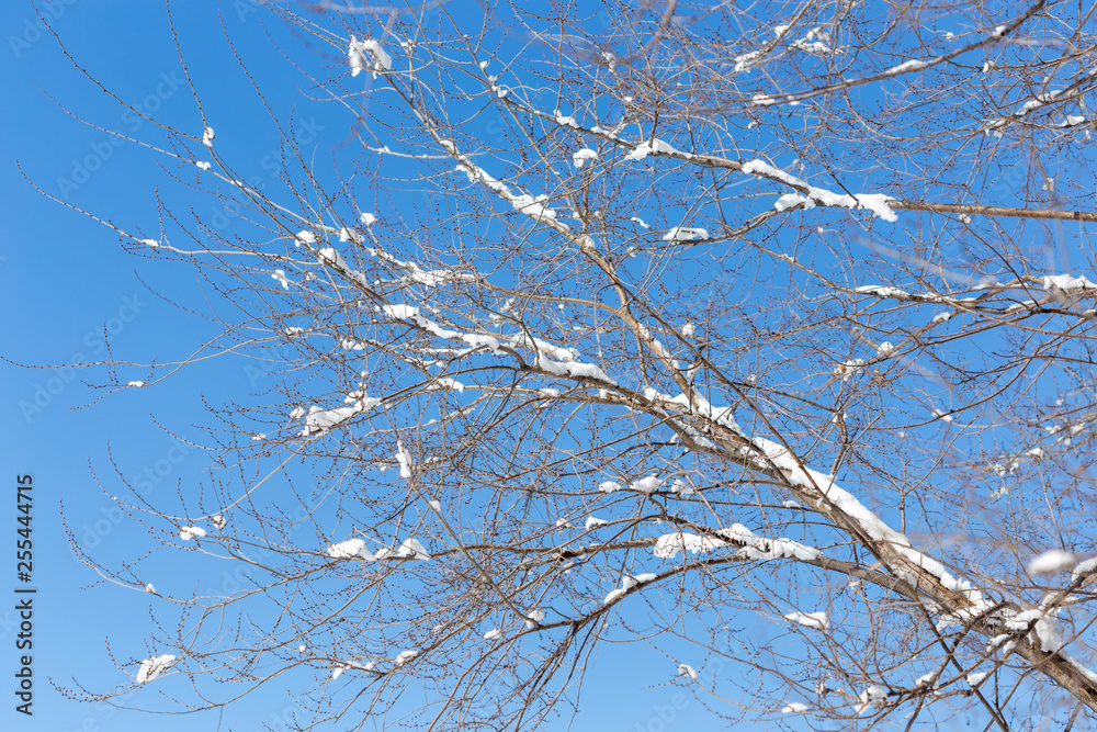 snow on a tree branch against the sky snow on a tree branch against the sky