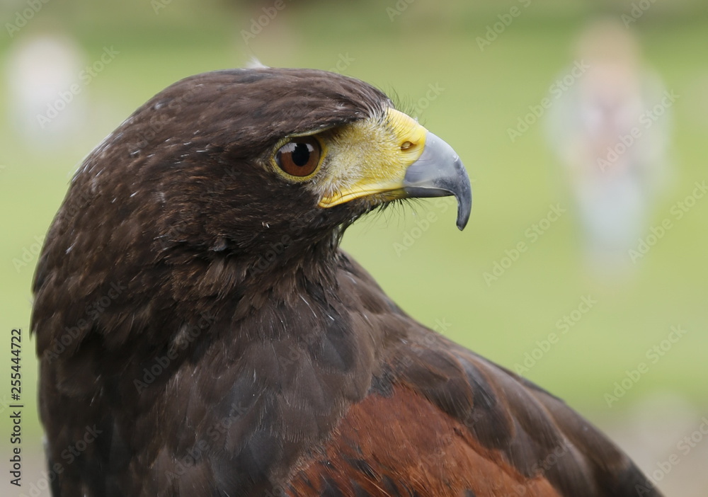 portrait of an eagle portrait of an eagle