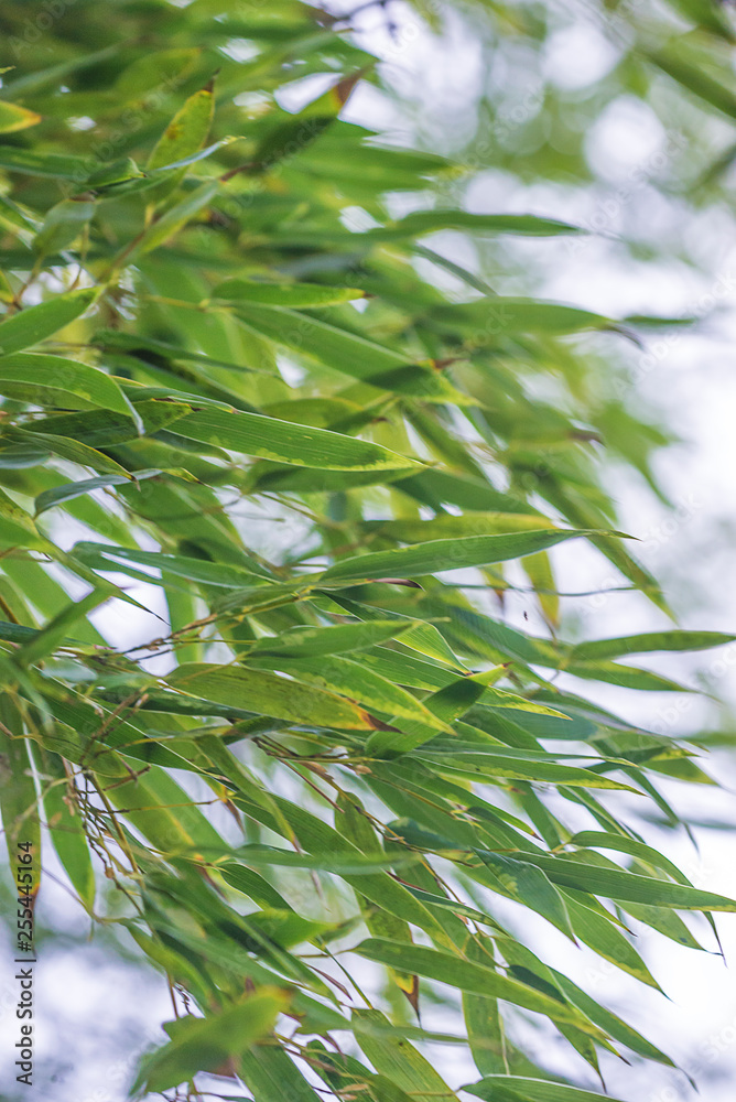 Fototapeta premium Bamboo leaves background