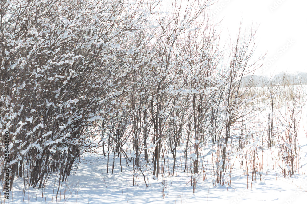 Winter landscape with snow