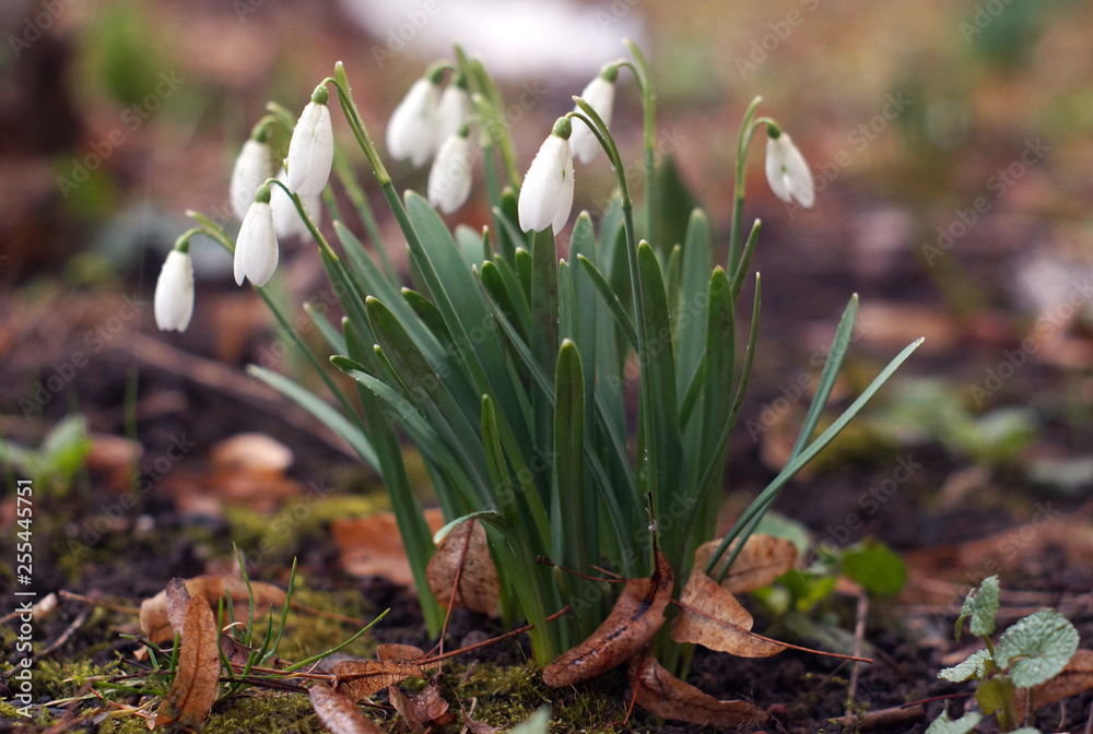White snowdrops with water drops after rain.