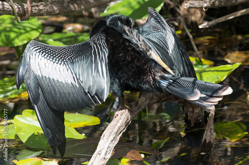 A wild anhinga drying itself in the sun in Everglades National Park (Florida). © Patrick