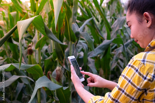  Young farmer take photo some growth corn in mobile phone  hydroponic eco organic modern smart farm 4.0 technology concept