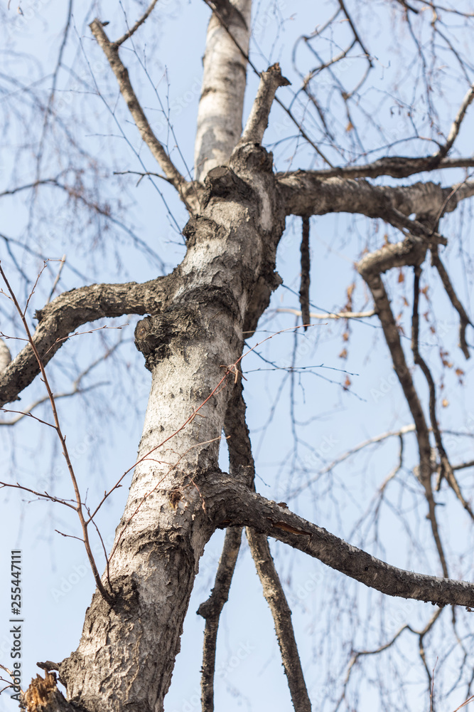 Obraz premium Trunks and branches of birches with white birch bark in a birch grove against the blue sky