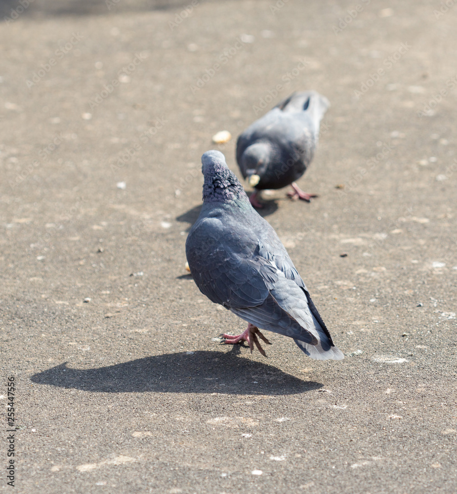 Fototapeta premium Many pigeons are eating food