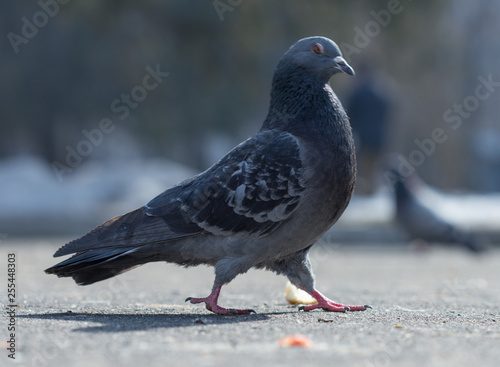 pigeons eat food
