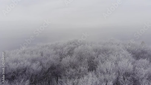 a fog scattered over a snow-covered forest