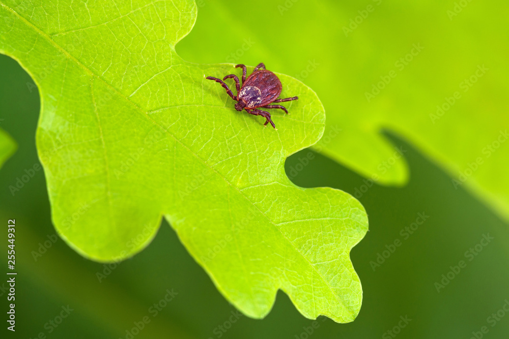 Naklejka premium Parasite mite sitting on a green leaf. Danger of tick bite.