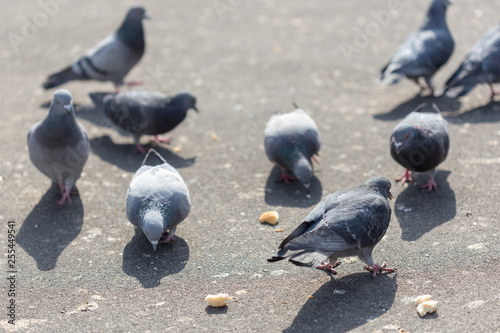 Many pigeons are eating food
