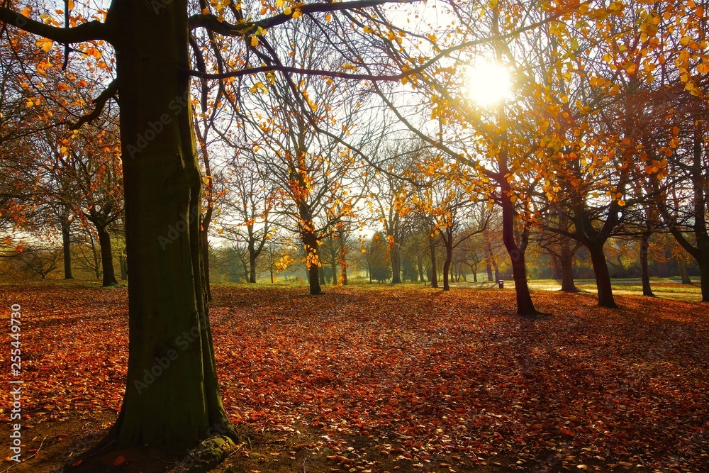 Naklejka premium autumn in the park