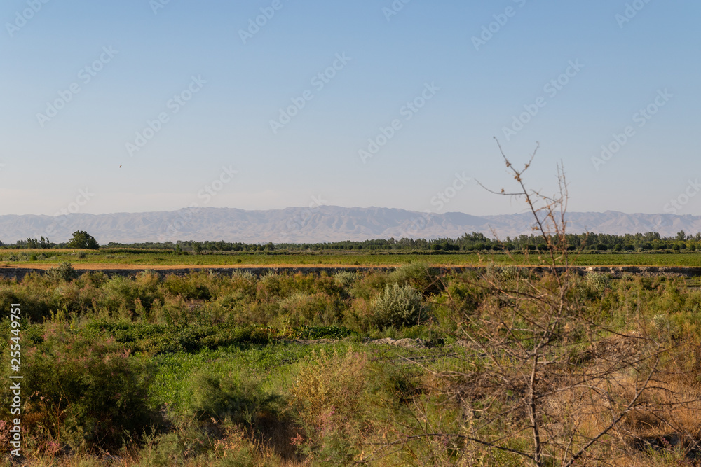 Uzbekistan Steppe on a sunny day without clouds, with shrub.