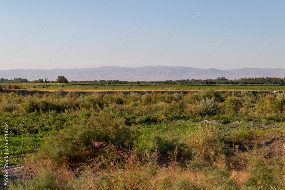 Steppe in Uzbekistan on a Sunny day with mountains on the horizon