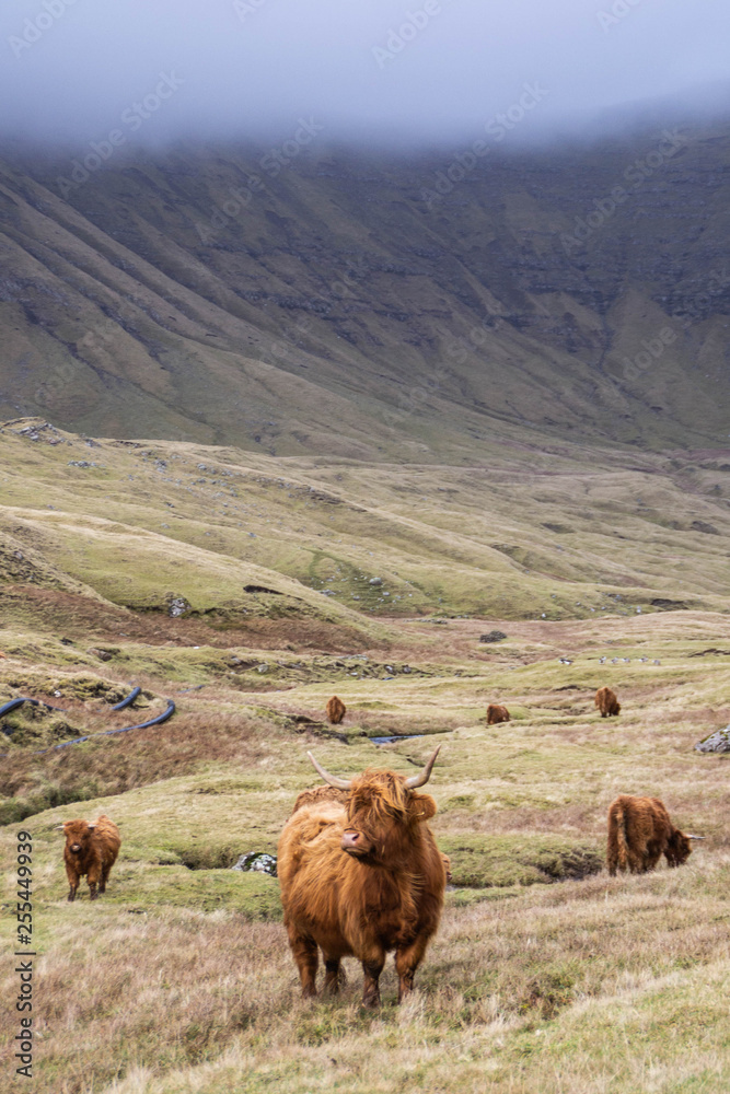 Animal or wildlife concept. View of the beautiful brown hairy Highland cattle cow standing in the grass under the mountains in Faroe Islands, Europe