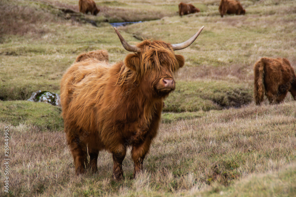 Animal or wildlife concept. View of the beautiful brown hairy Highland cattle cow standing in the grass under the mountains in Faroe Islands, Europe Animal or wildlife concept. View of the beautiful brown hairy Highland cattle cow standing in the grass under the mountains in Faroe Islands, Europe