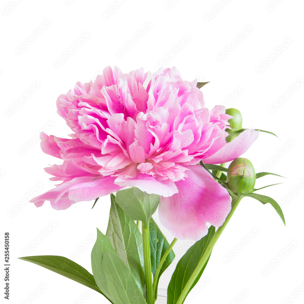Peony flower Peony flower