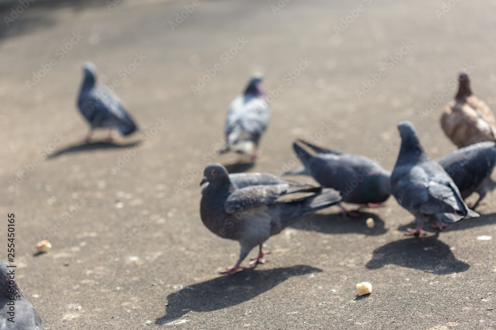 Fototapeta premium Many pigeons are eating food
