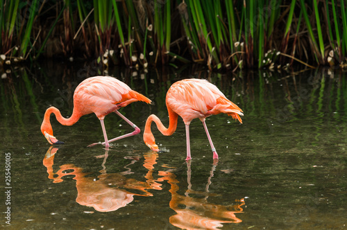 Close up of a flamingo exotic tropical rare bird wildlife animal in its natural environment