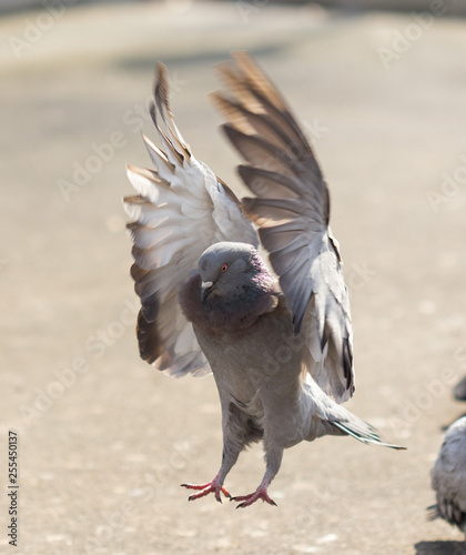 Many pigeons are eating food