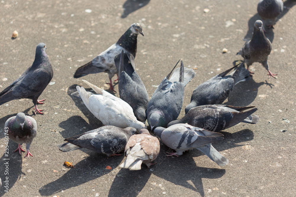Fototapeta premium Many pigeons are eating food