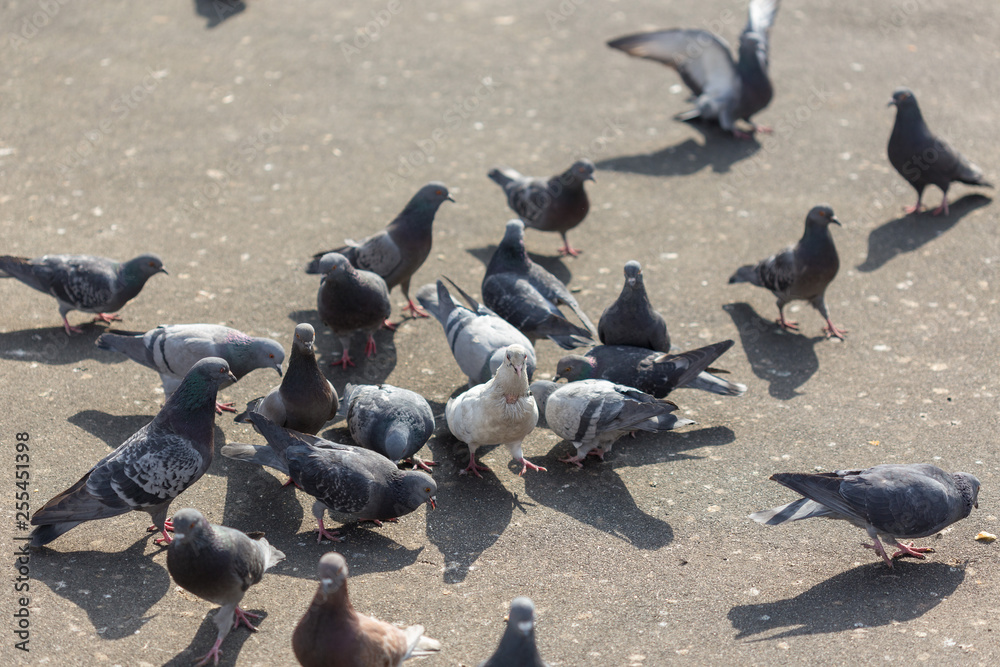 Fototapeta premium Many pigeons are eating food
