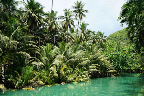 View of the beautiful jungle along a river near Kawasan Falls  Cebu  Philippines